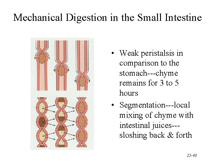 Mechanical Digestion in the Small Intestine • Weak peristalsis in comparison to the stomach---chyme