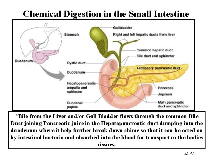Chemical Digestion in the Small Intestine *Bile from the Liver and/or Gall Bladder flows