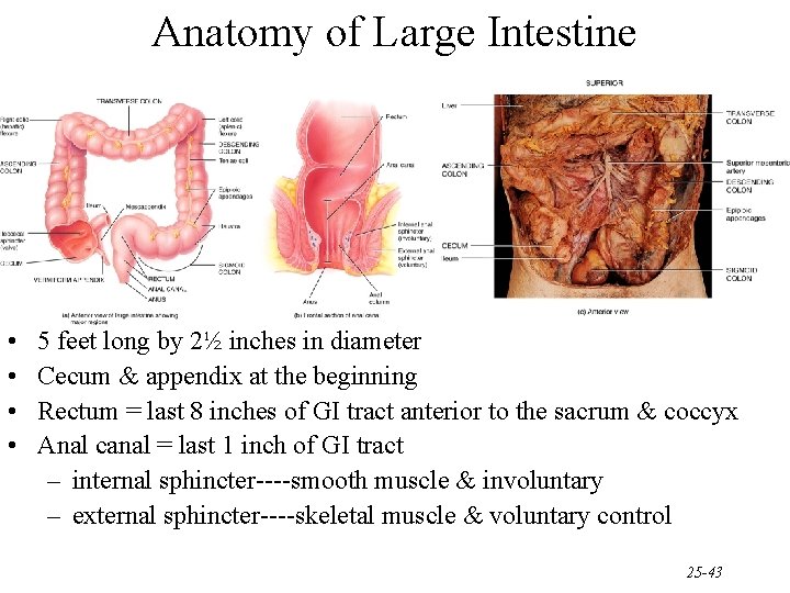 Anatomy of Large Intestine • • 5 feet long by 2½ inches in diameter