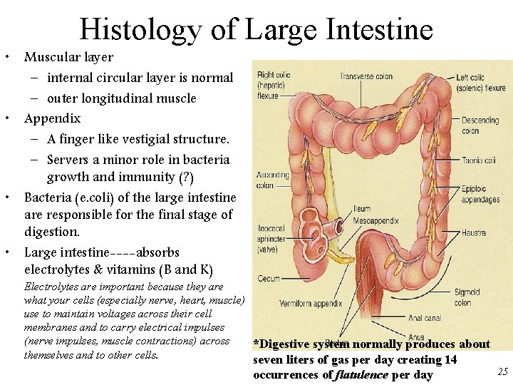  • • Histology of Large Intestine Muscular layer – internal circular layer is