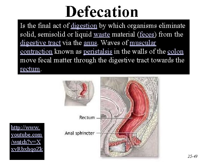 Defecation Is the final act of digestion by which organisms eliminate solid, semisolid or