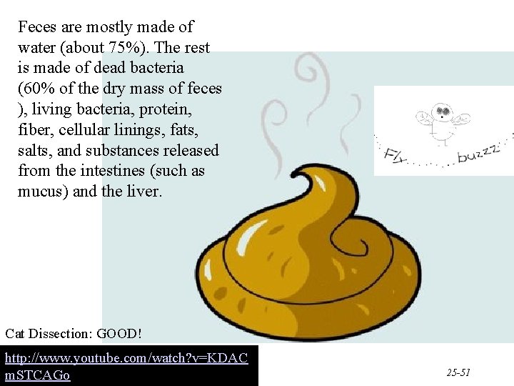 Feces are mostly made of water (about 75%). The rest is made of dead