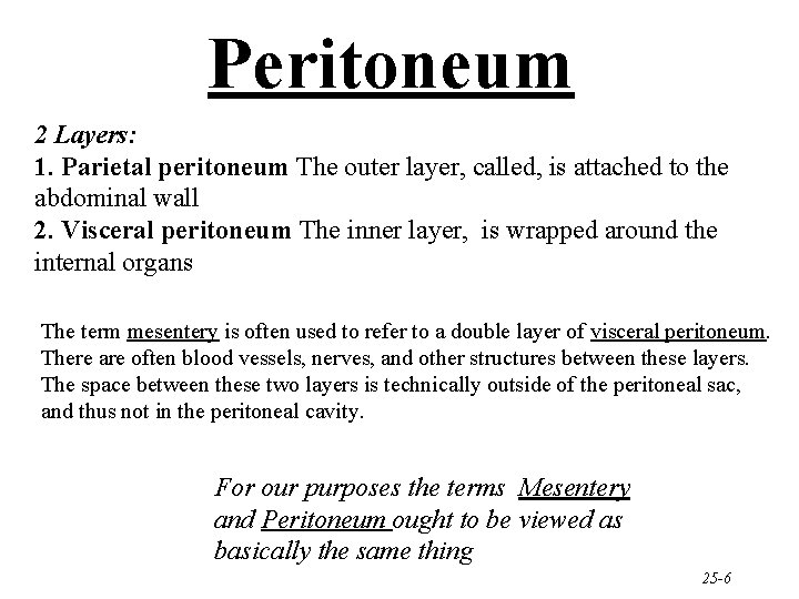 Peritoneum 2 Layers: 1. Parietal peritoneum The outer layer, called, is attached to the