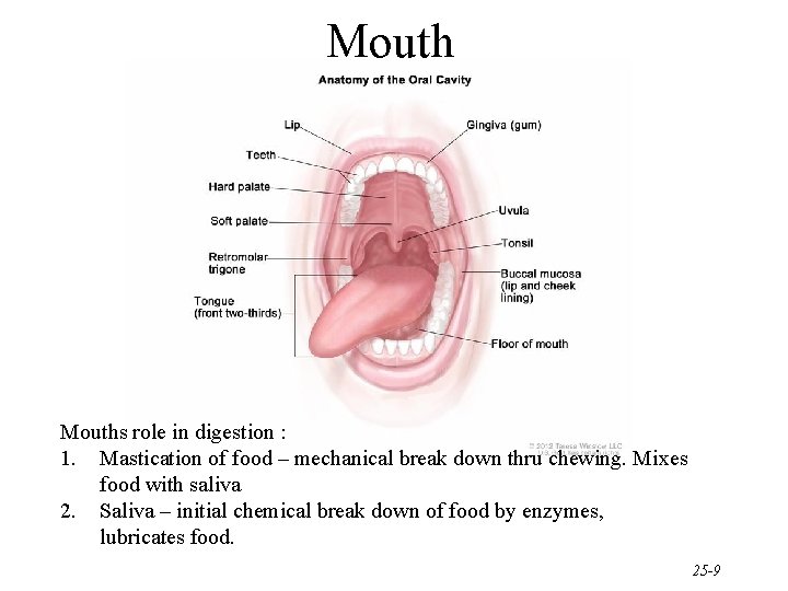 Mouths role in digestion : 1. Mastication of food – mechanical break down thru