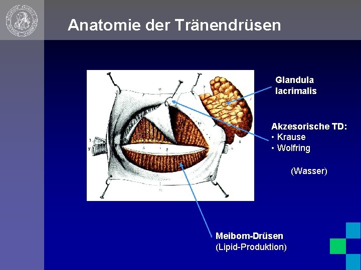 Anatomie der Tränendrüsen Glandula lacrimalis Akzesorische TD: • Krause • Wolfring (Wasser) Meibom-Drüsen (Lipid-Produktion)