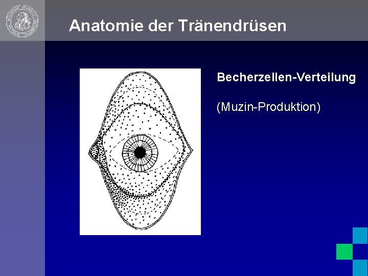 Anatomie der Tränendrüsen Becherzellen-Verteilung (Muzin-Produktion) 