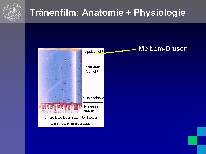 Tränenfilm: Anatomie + Physiologie Meibom-Drüsen 