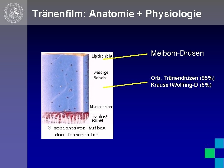 Tränenfilm: Anatomie + Physiologie Meibom-Drüsen Orb. Tränendrüsen (95%) Krause+Wolfring-D (5%) 