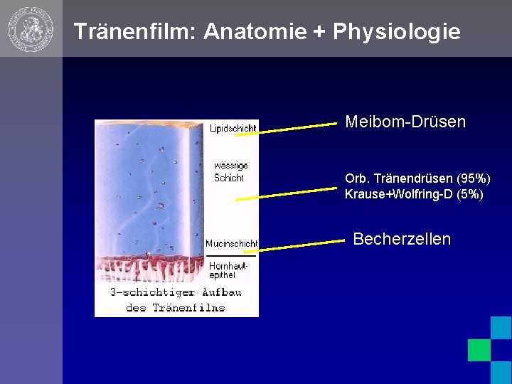 Tränenfilm: Anatomie + Physiologie Meibom-Drüsen Orb. Tränendrüsen (95%) Krause+Wolfring-D (5%) Becherzellen 