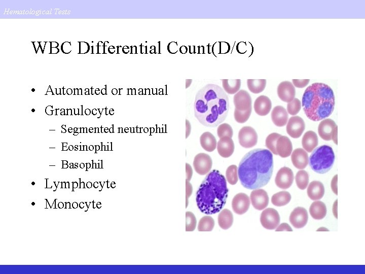 Hematological Tests WBC Differential Count(D/C) • Automated or manual • Granulocyte – Segmented neutrophil