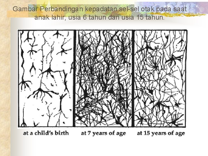 Gambar Perbandingan kepadatan sel-sel otak pada saat anak lahir, usia 6 tahun dan usia