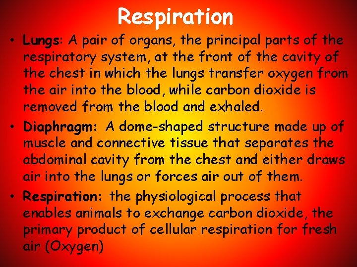 Respiration • Lungs: A pair of organs, the principal parts of the respiratory system,