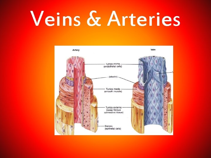 Veins & Arteries 