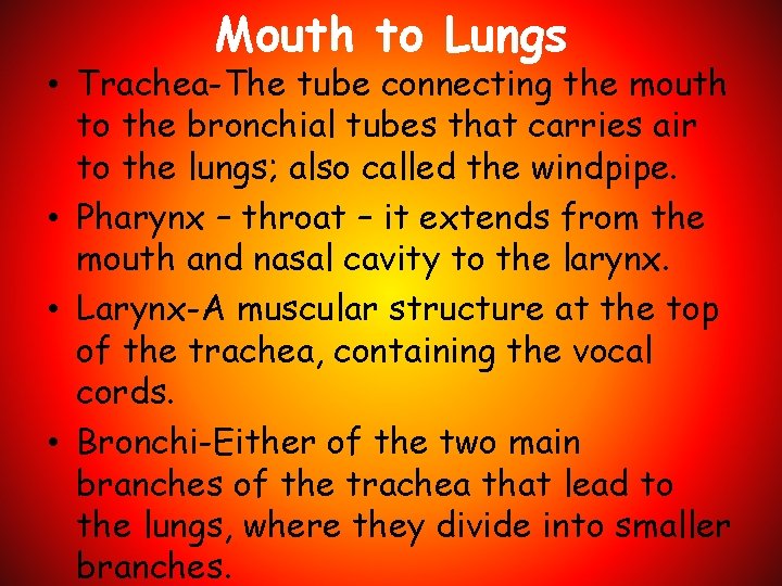 Mouth to Lungs • Trachea-The tube connecting the mouth to the bronchial tubes that