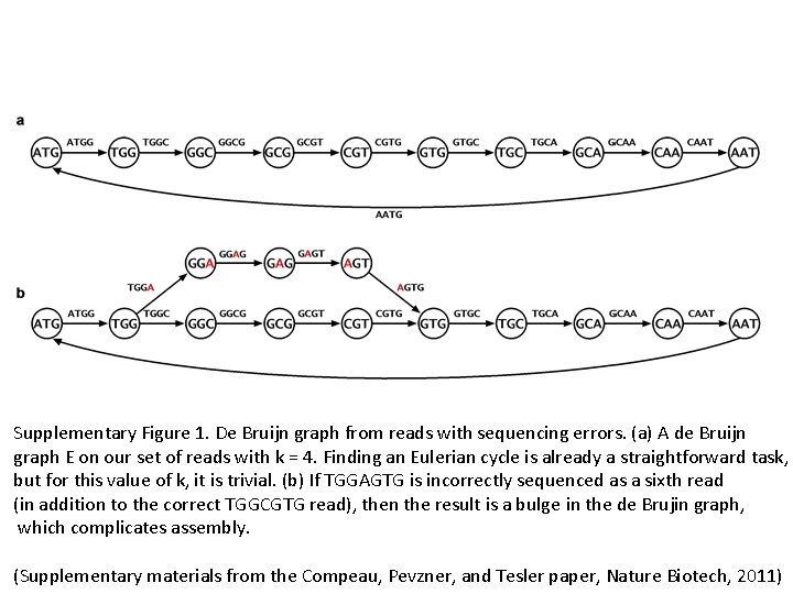 Supplementary Figure 1. De Bruijn graph from reads with sequencing errors. (a) A de