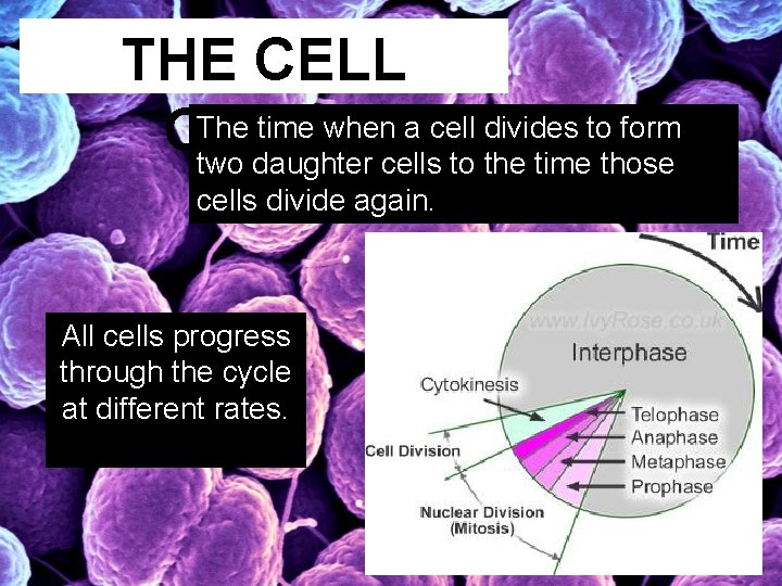 THE CELL The time when a cell divides to form CYCLE two daughter cells