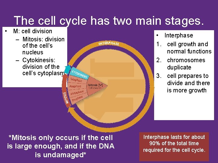 The cell cycle has two main stages. • M: cell division – Mitosis: division