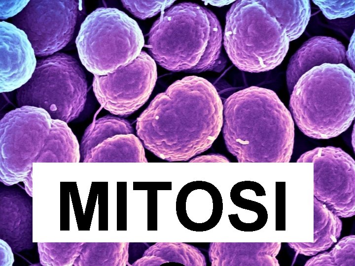 MITOSI 