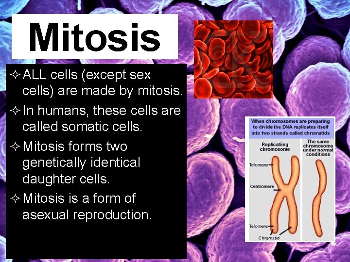 Mitosis ² ALL cells (except sex cells) are made by mitosis. ² In humans,