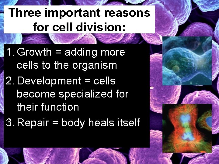 Three important reasons for cell division: 1. Growth = adding more cells to the