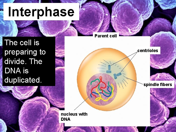 Interphase Parent cell The cell is preparing to divide. The DNA is duplicated. centrioles