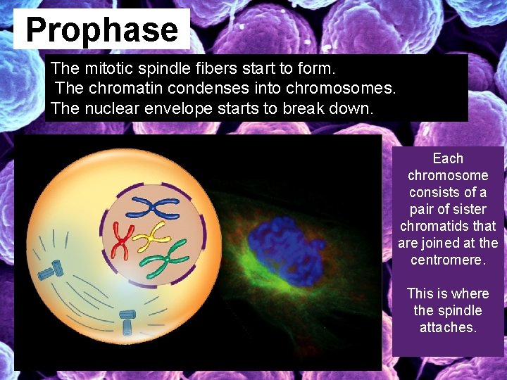 Prophase The mitotic spindle fibers start to form. The chromatin condenses into chromosomes. The