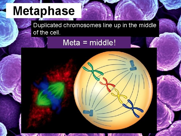 Metaphase Duplicated chromosomes line up in the middle of the cell. Meta = middle!