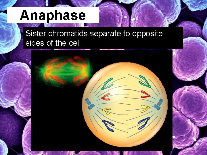 Anaphase Sister chromatids separate to opposite sides of the cell. 
