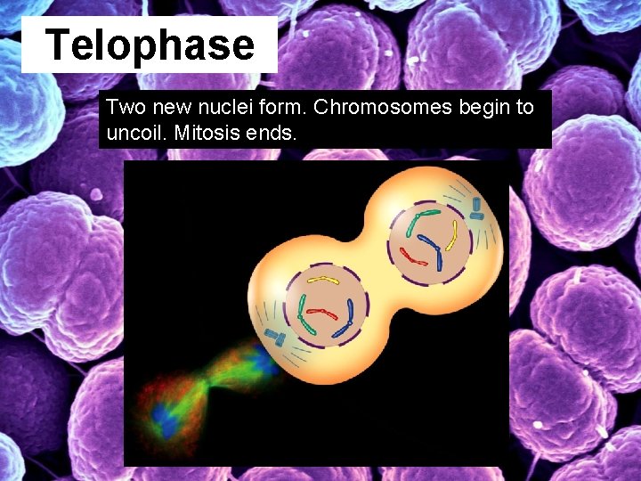 Telophase Two new nuclei form. Chromosomes begin to uncoil. Mitosis ends. 
