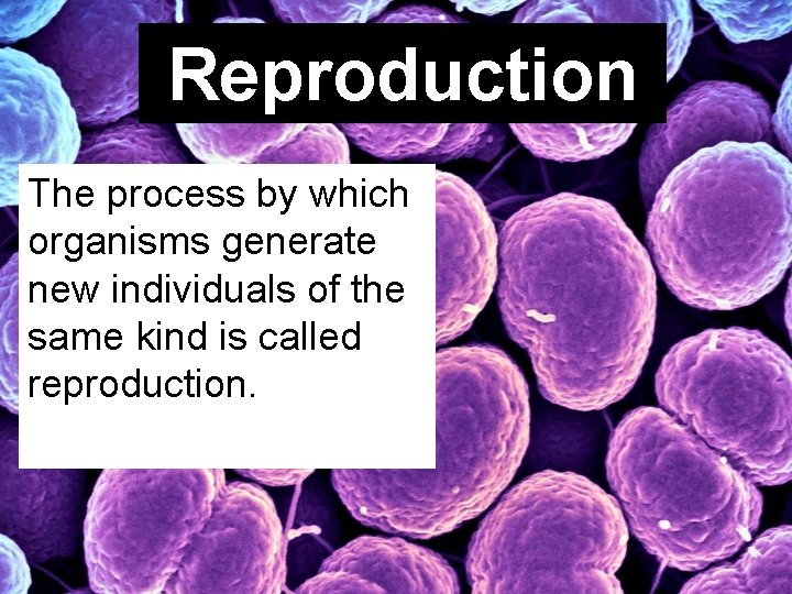 Reproduction The process by which organisms generate new individuals of the same kind is