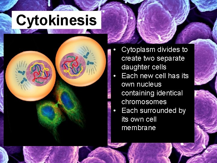 Cytokinesis • Cytoplasm divides to create two separate daughter cells • Each new cell