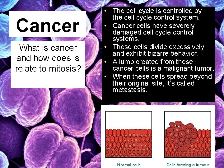 Cancer What is cancer and how does is relate to mitosis? • The cell
