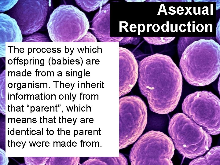 Asexual Reproduction The process by which offspring (babies) are made from a single organism.