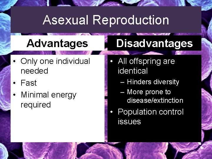 Asexual Reproduction Advantages • Only one individual needed • Fast • Minimal energy required