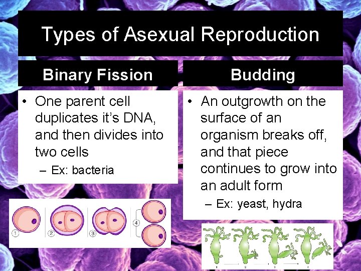 Types of Asexual Reproduction Binary Fission • One parent cell duplicates it’s DNA, and