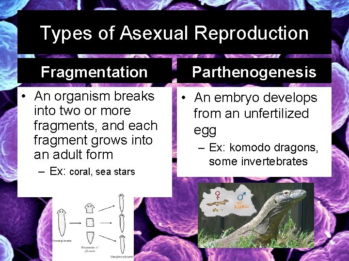 Types of Asexual Reproduction Fragmentation • An organism breaks into two or more fragments,