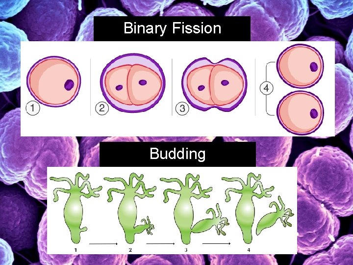 Binary Fission Budding 