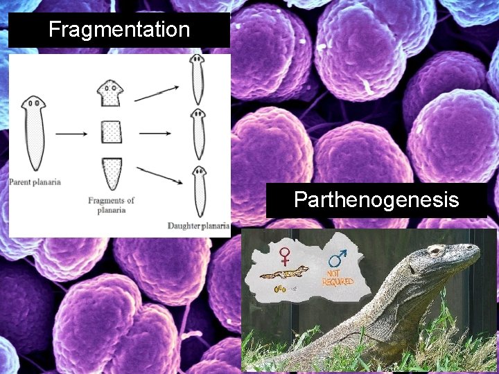 Fragmentation Parthenogenesis 