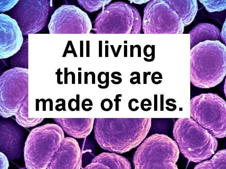 All living things are made of cells. 
