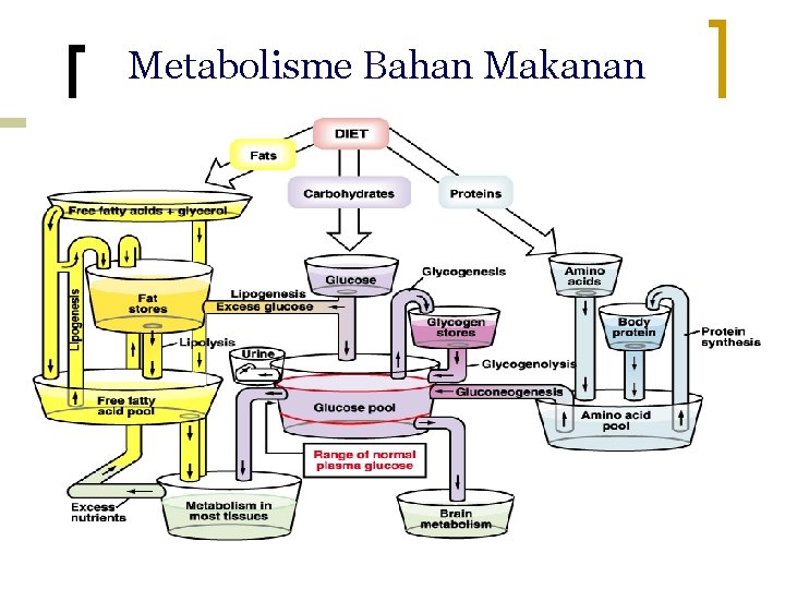 Metabolisme Bahan Makanan 12 