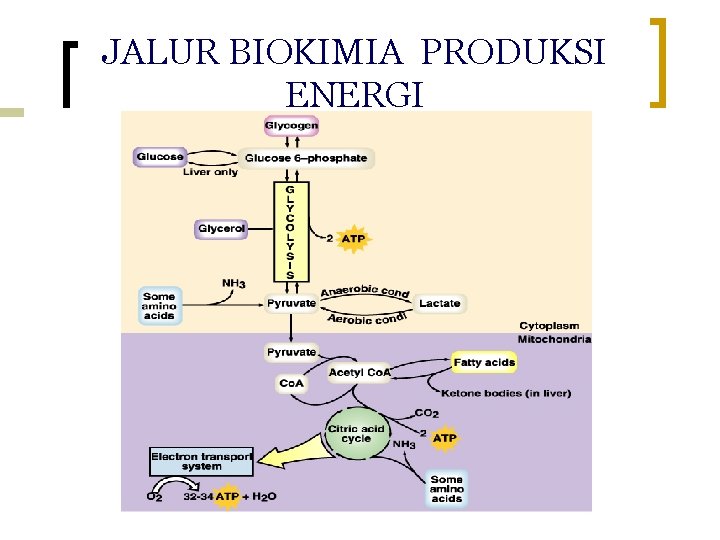 JALUR BIOKIMIA PRODUKSI ENERGI faal_metabolisme/ikun/2006 22 