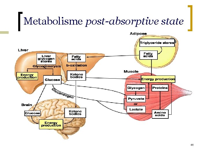 Metabolisme post-absorptive state 41 