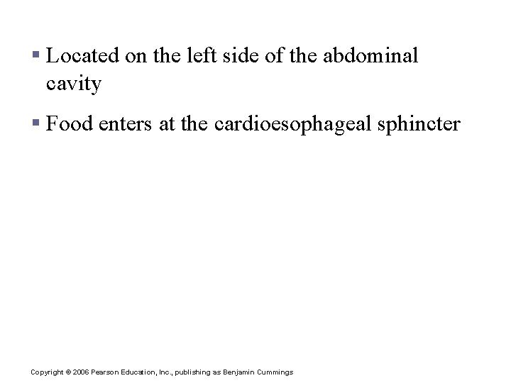 Stomach Anatomy § Located on the left side of the abdominal cavity § Food