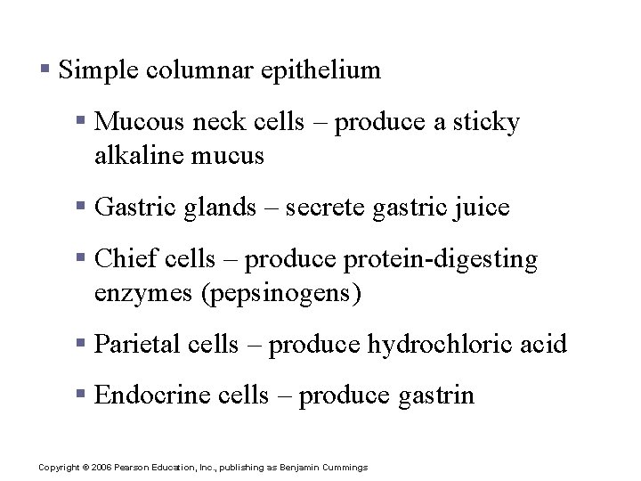 Specialized Mucosa of the Stomach § Simple columnar epithelium § Mucous neck cells –