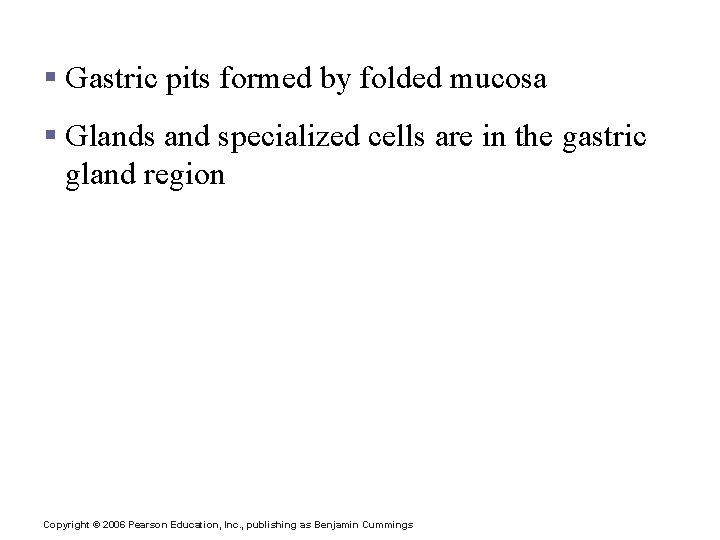 Structure of the Stomach Mucosa § Gastric pits formed by folded mucosa § Glands