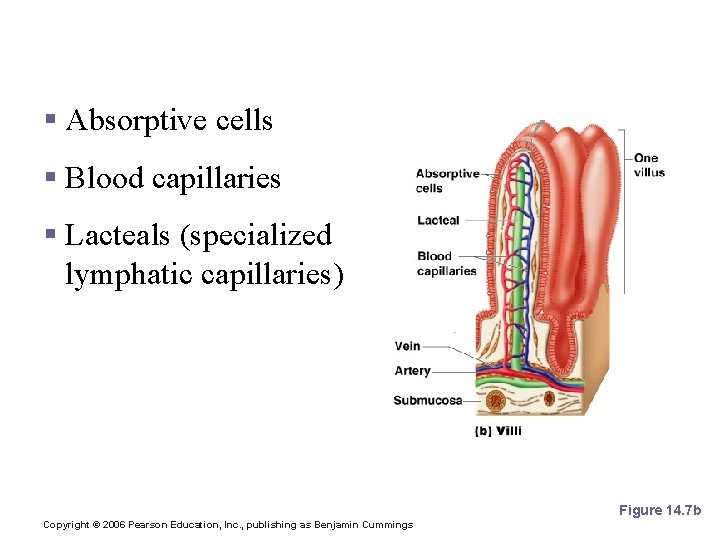 Structures Involved in Absorption of Nutrients § Absorptive cells § Blood capillaries § Lacteals