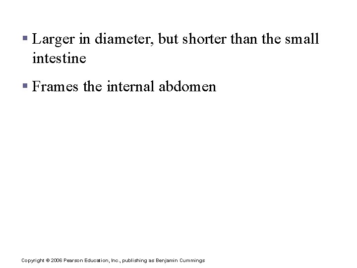 Large Intestine § Larger in diameter, but shorter than the small intestine § Frames