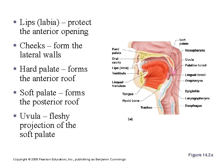 Mouth (Oral Cavity) Anatomy § Lips (labia) – protect the anterior opening § Cheeks