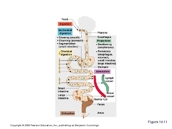 Processes of the Digestive System Figure 14. 11 Copyright © 2006 Pearson Education, Inc.