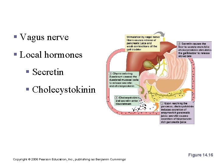 Stimulation of the Release of Pancreatic Juice § Vagus nerve § Local hormones §